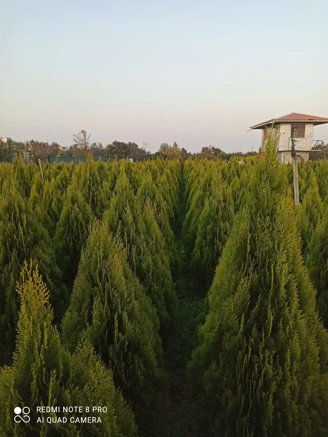 کامیس نوکدار....گلدان|گل و گیاه طبیعی|رحیم‌آباد, |دیوار