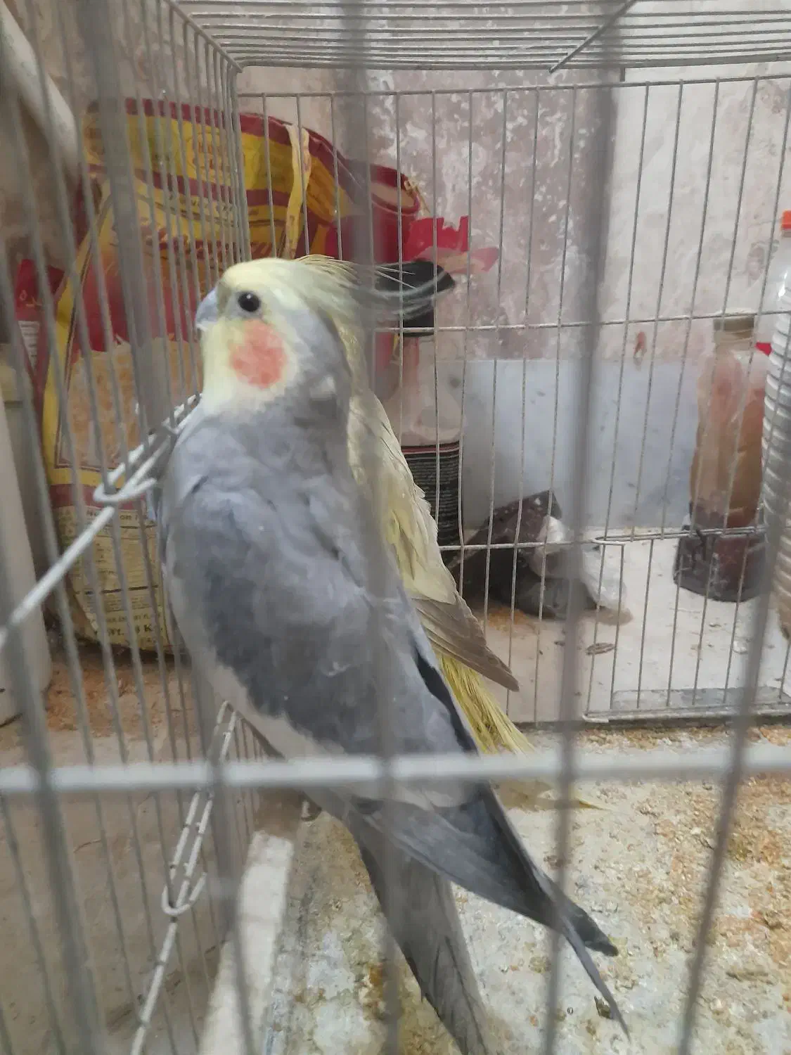 عروس هلندی|پرنده|محمدشهر, عباس آباد|دیوار