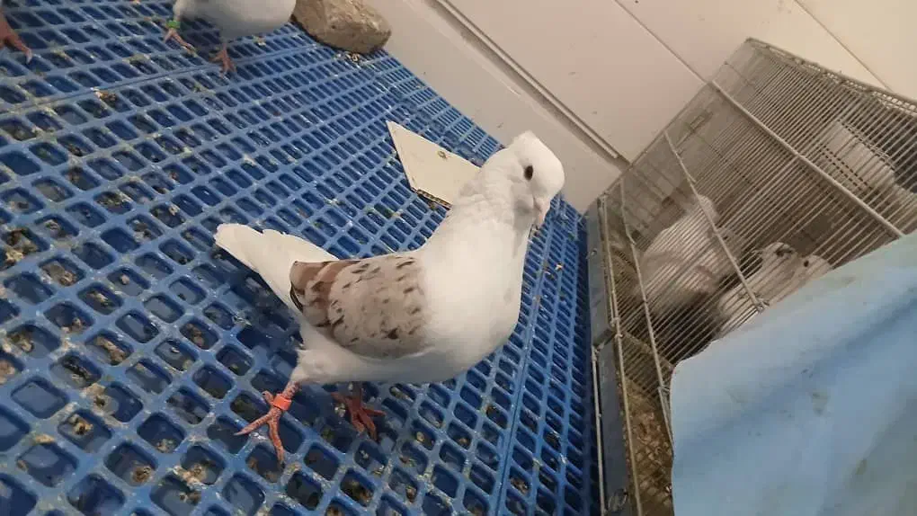 خوشونه|پرنده|خرمآباد, |دیوار