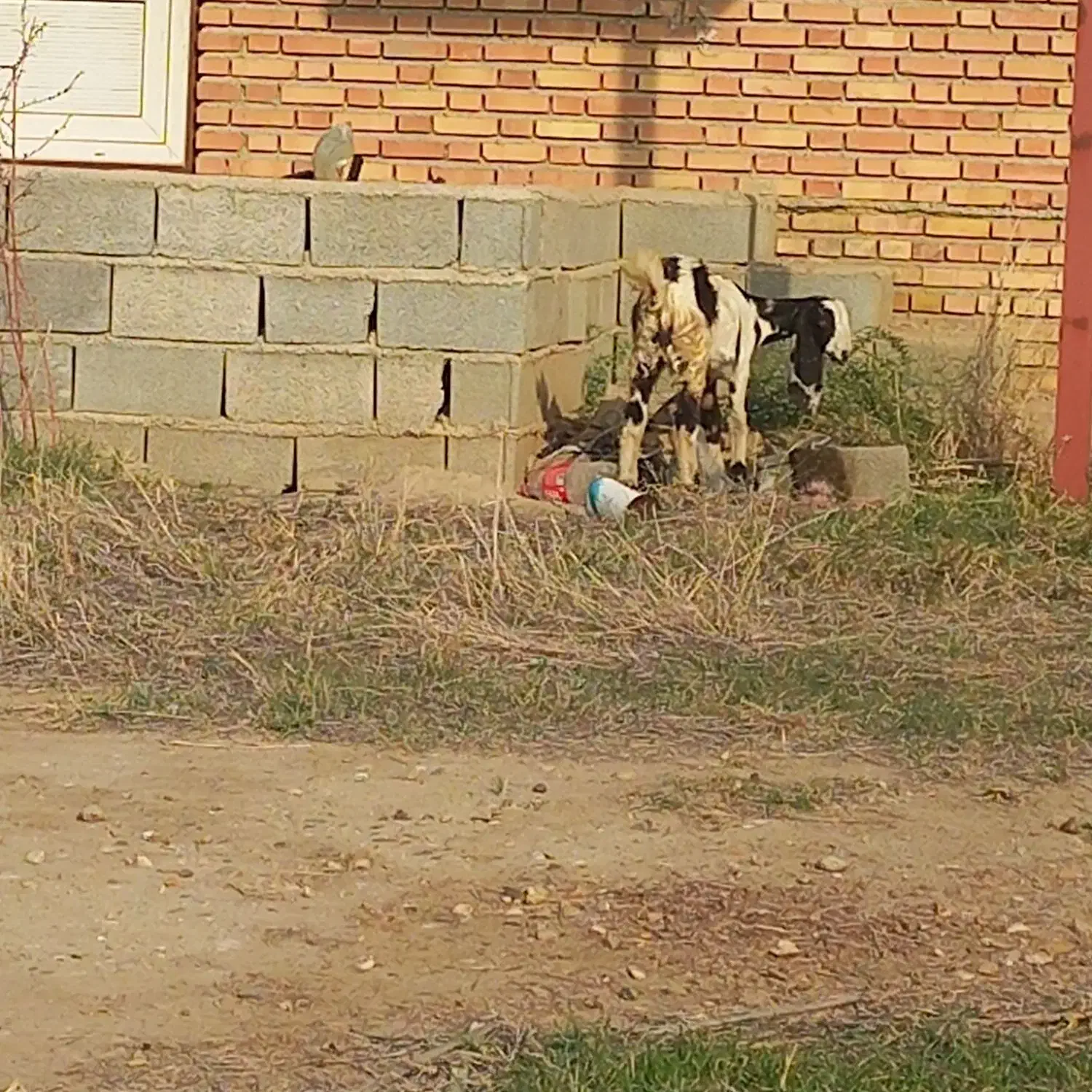 تعدادی بزغاله نر و ماده و ی بره نر|حیوانات مزرعه|گنبد کاووس, |دیوار