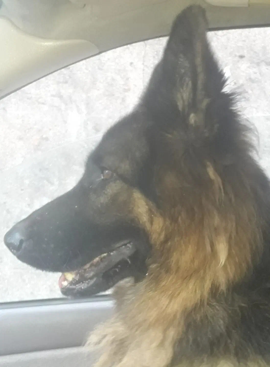 زرمن شیپرد شولاین ماده..دوسال سن دارد .|سگ|رشت, هلال احمر|دیوار