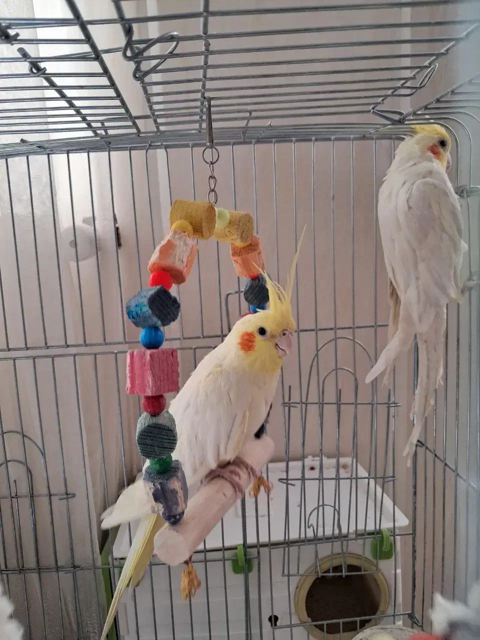 یک جفت عروس هلندی بالغ|پرنده|شهر بابک, |دیوار