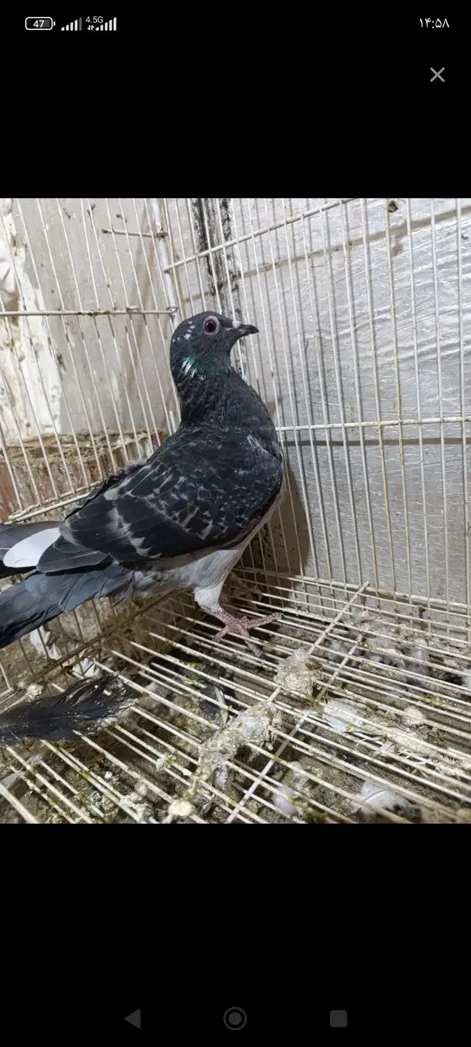 کبوتر|پرنده|مینودشت, |دیوار