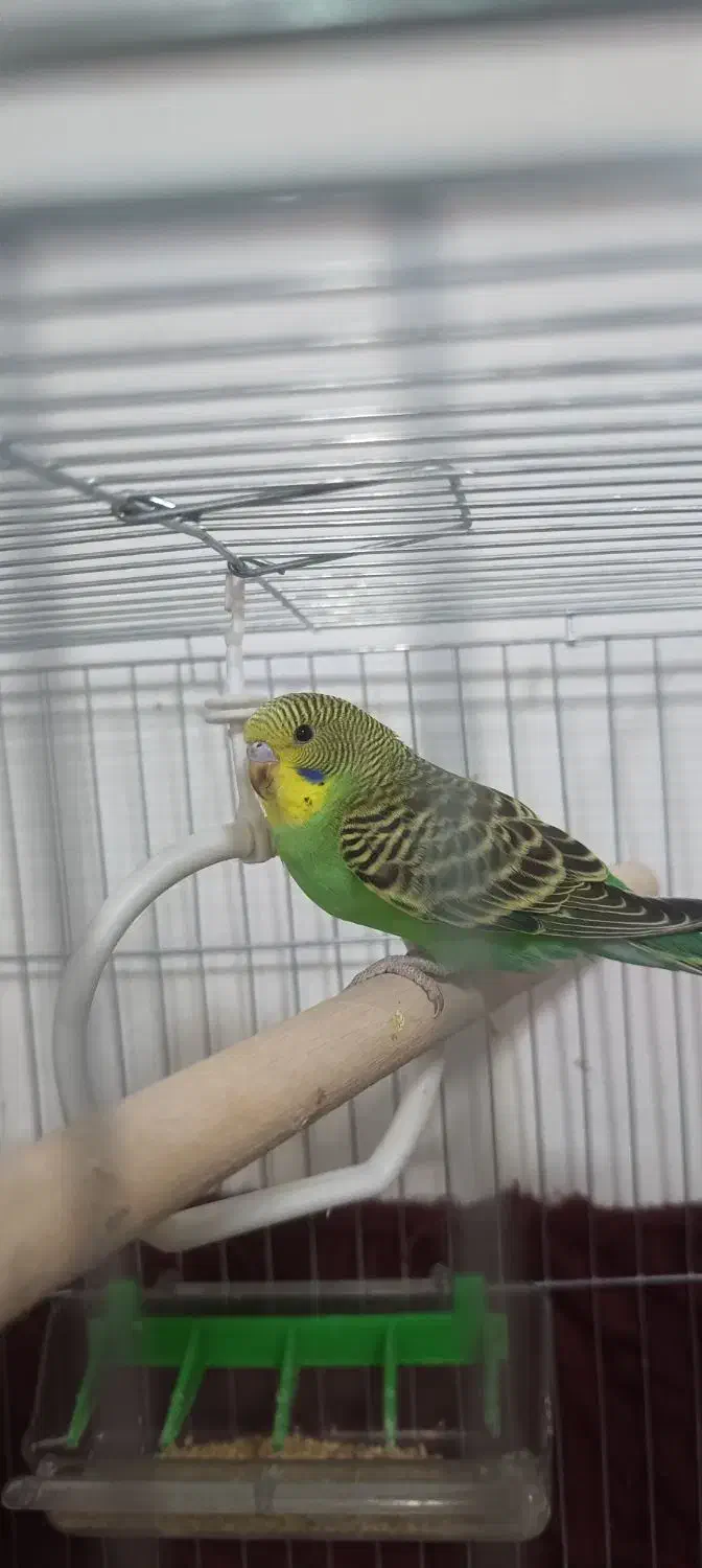 مرغ عشق دستی|پرنده|قرچک, شهرک طلائیه|دیوار