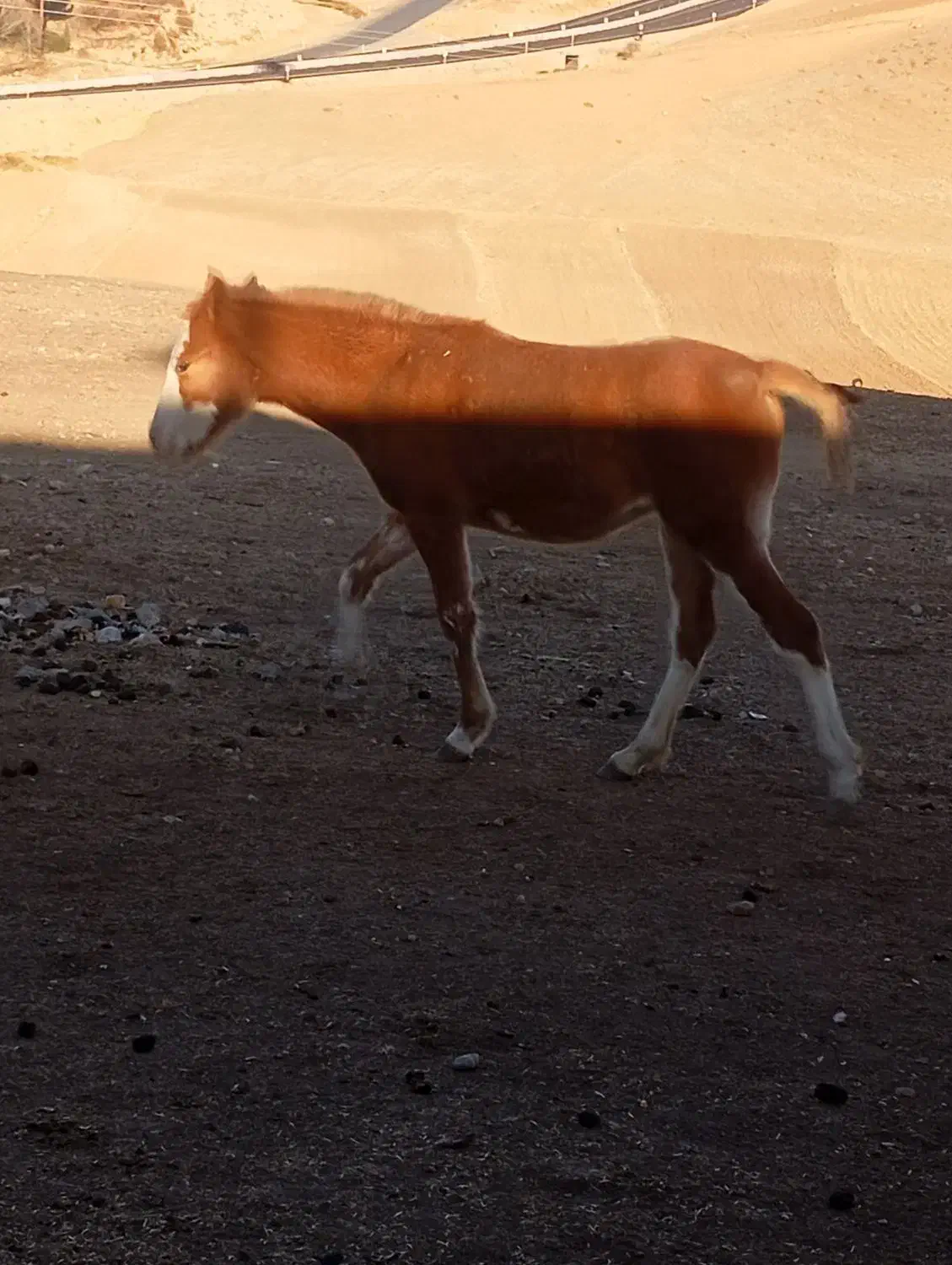 کره مادیان 7ماهه|اسب و تجهیزات اسبسواری|الشتر, |دیوار