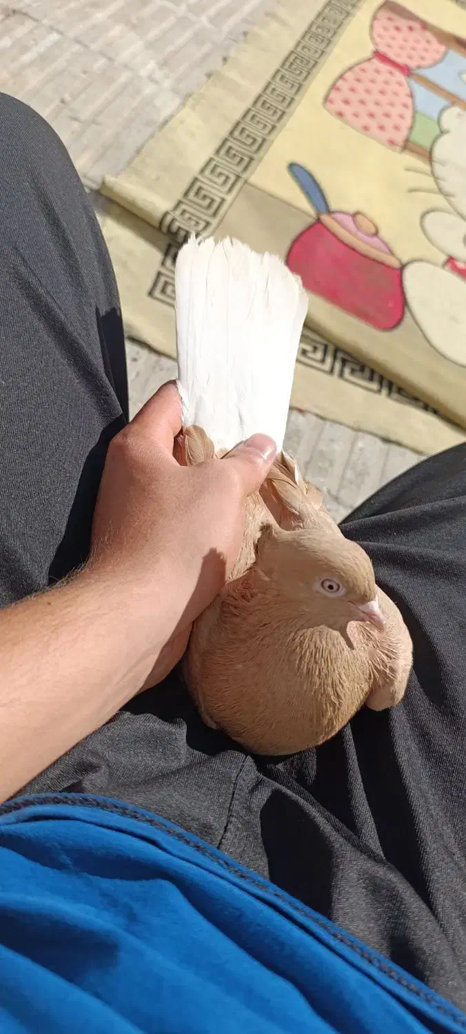 کبوتر دم سفید|پرنده|فسا, |دیوار