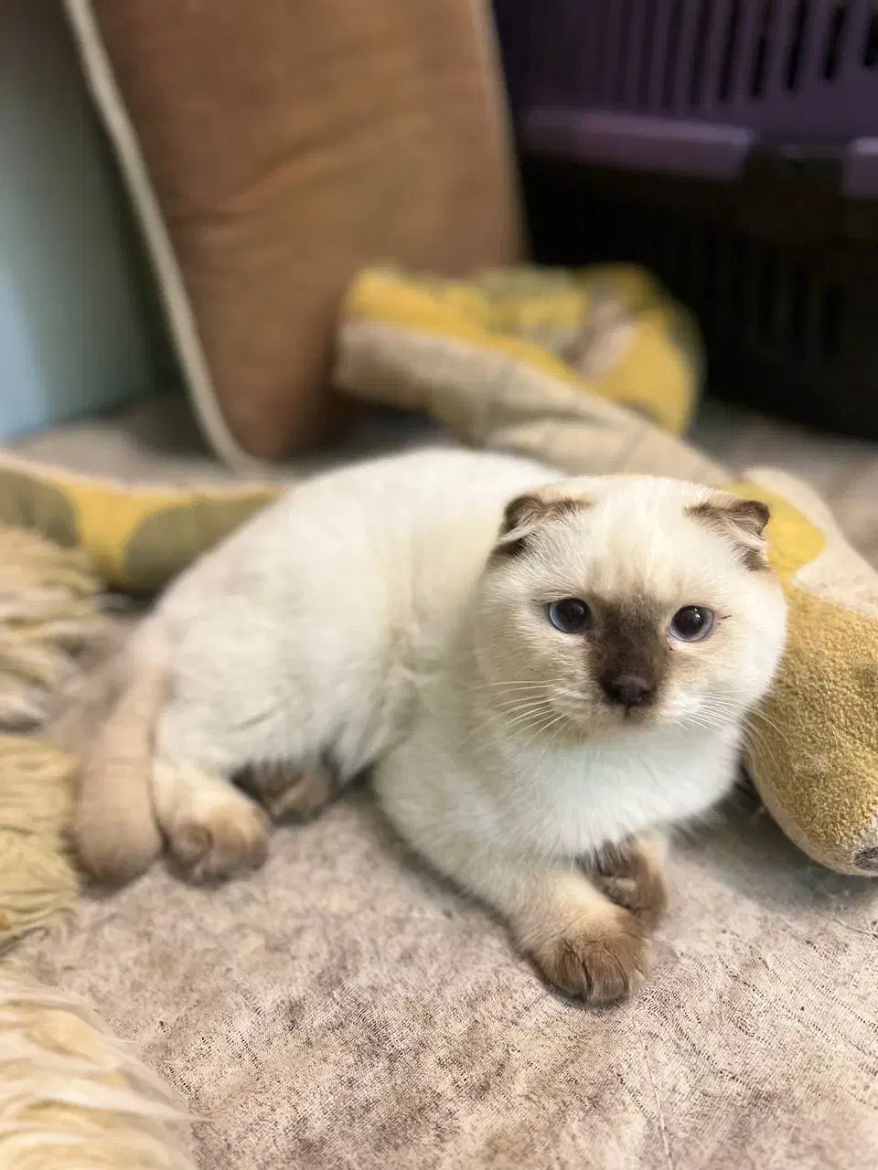 اسکاتیش دبلفولد ماده|گربه|محمدشهر, محمدشهر|دیوار