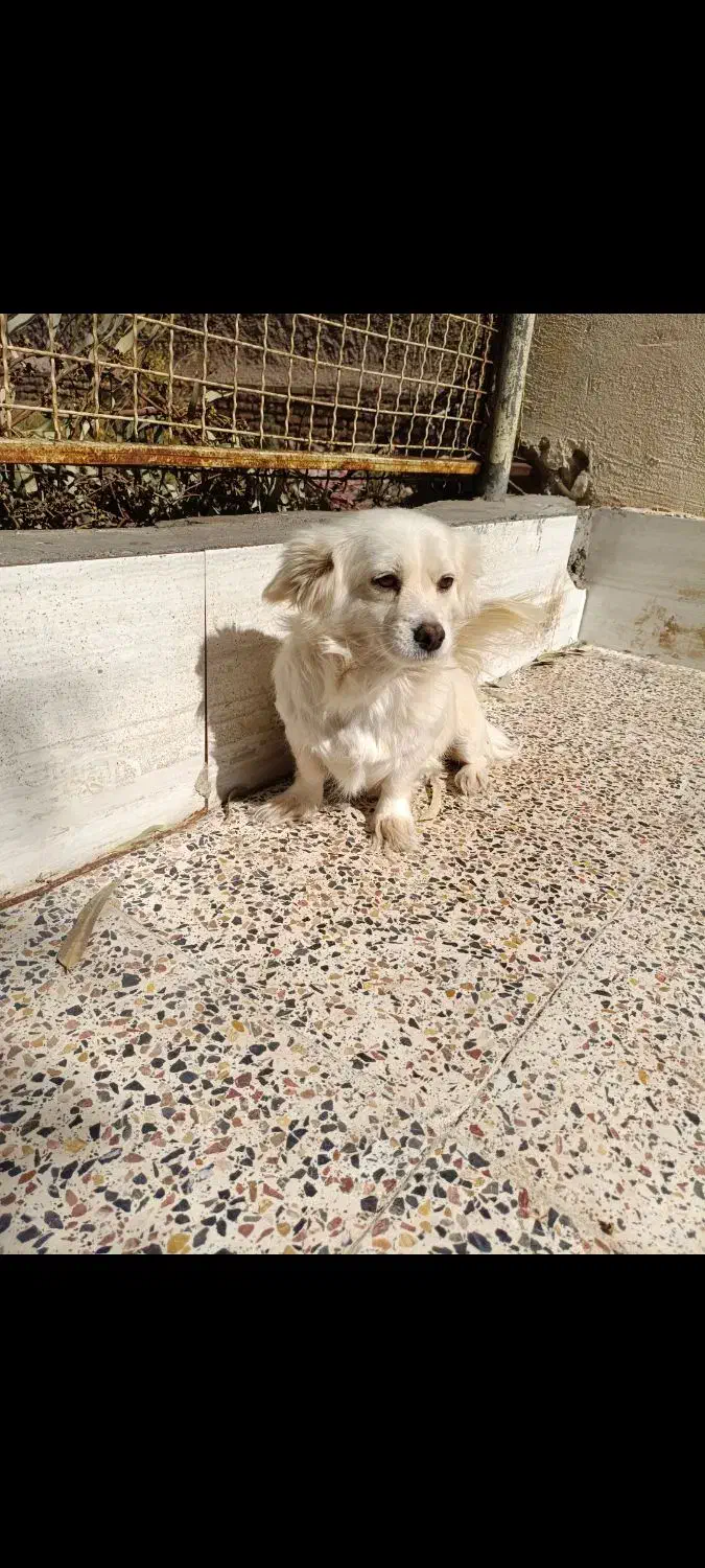 اشپیتز پامر .شیتزو سوپر فلت .آموزش دیده|سگ|کرمان, |دیوار