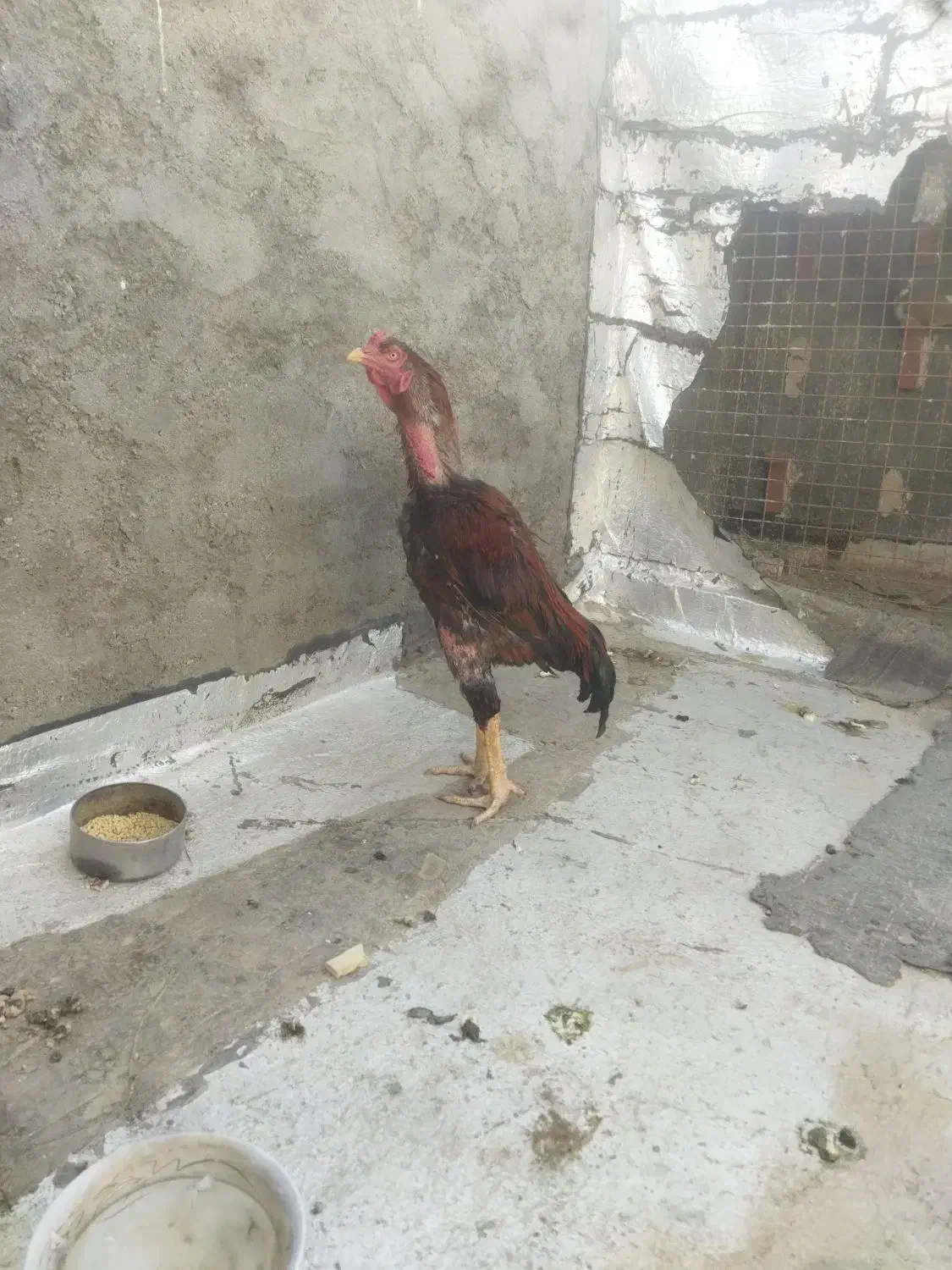 خوروس لاری اصل افغان|حیوانات مزرعه|تربت‌حیدریه, ده پائین|دیوار