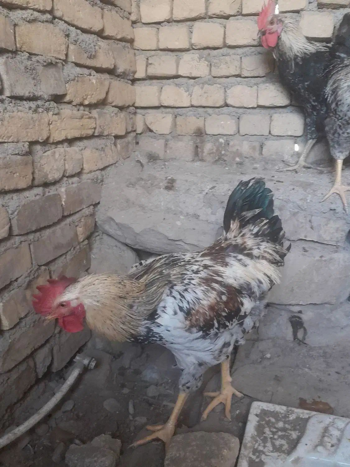 خروس|حیوانات مزرعه|مشهد, ویلاشهر|دیوار