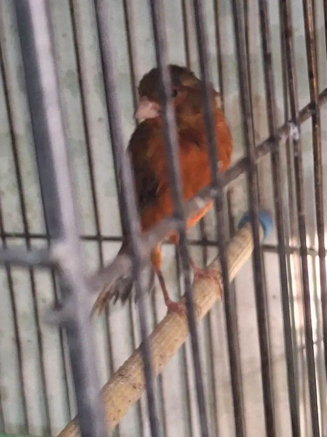 قناری سرخ سوخته نر مست|پرنده|سهند, |دیوار