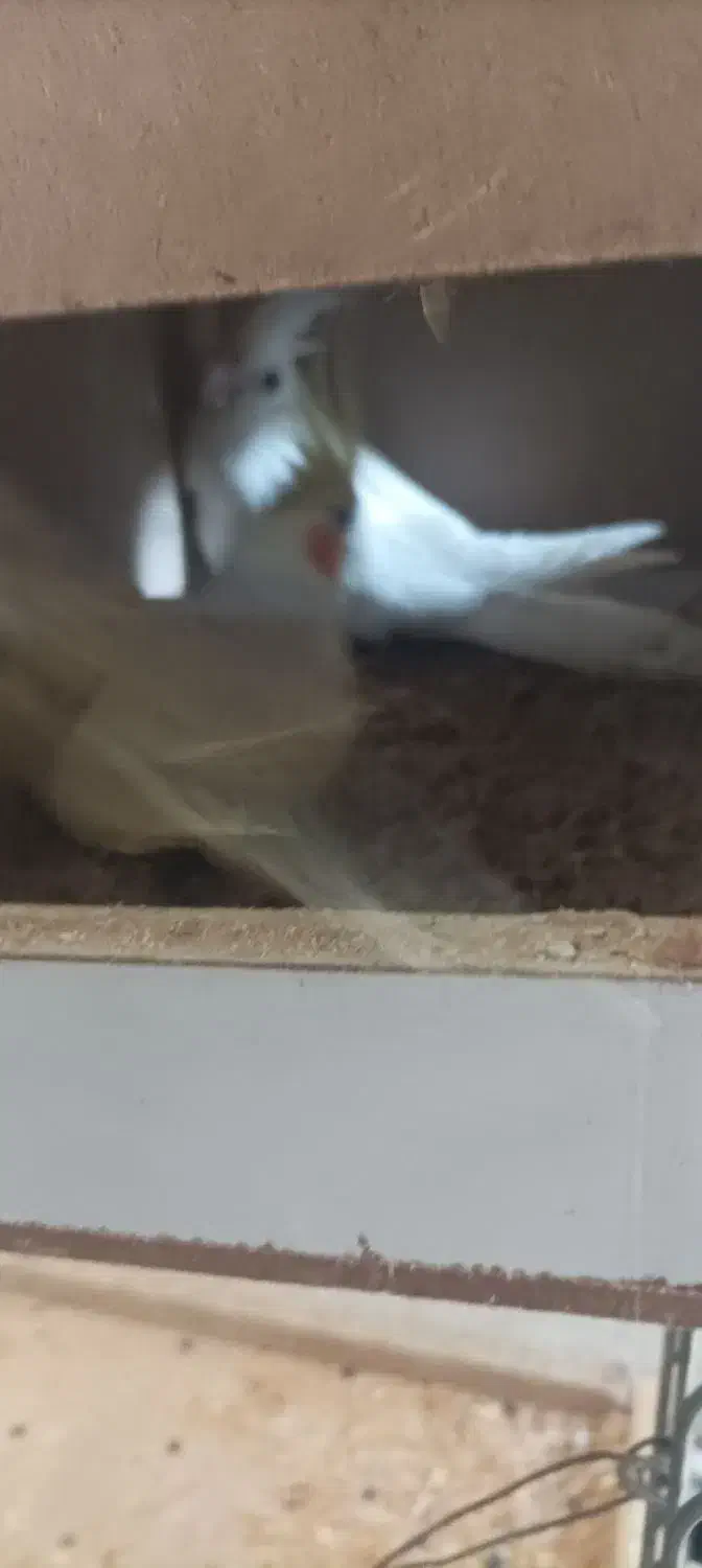 یه جفت عروس هلندی بالغ در حال تخم گذاری|پرنده|نگین شهر, |دیوار