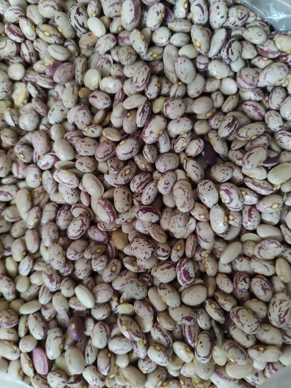 فروش لوبیا چیتی درجه 1 امسال بوجاری شده بدون آشغال|خوردنی و آشامیدنی|اهواز, کوی آغاجاری|دیوار