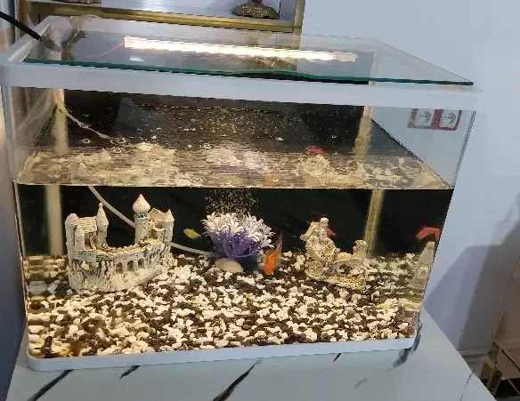 آکواریوم|ماهی|خرم‌آباد, |دیوار