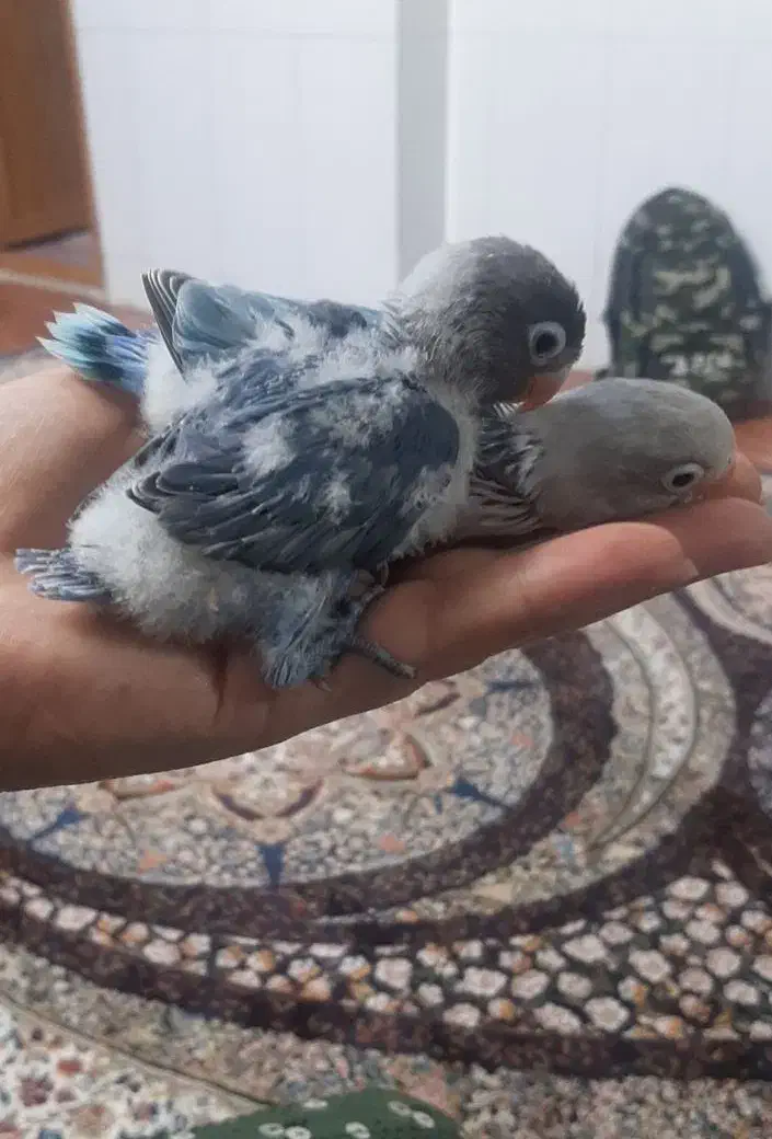 دو عدد کوتوله گم شده داخل محدوده زینبیه|پرنده|اصفهان, منتظرالمهدی|دیوار