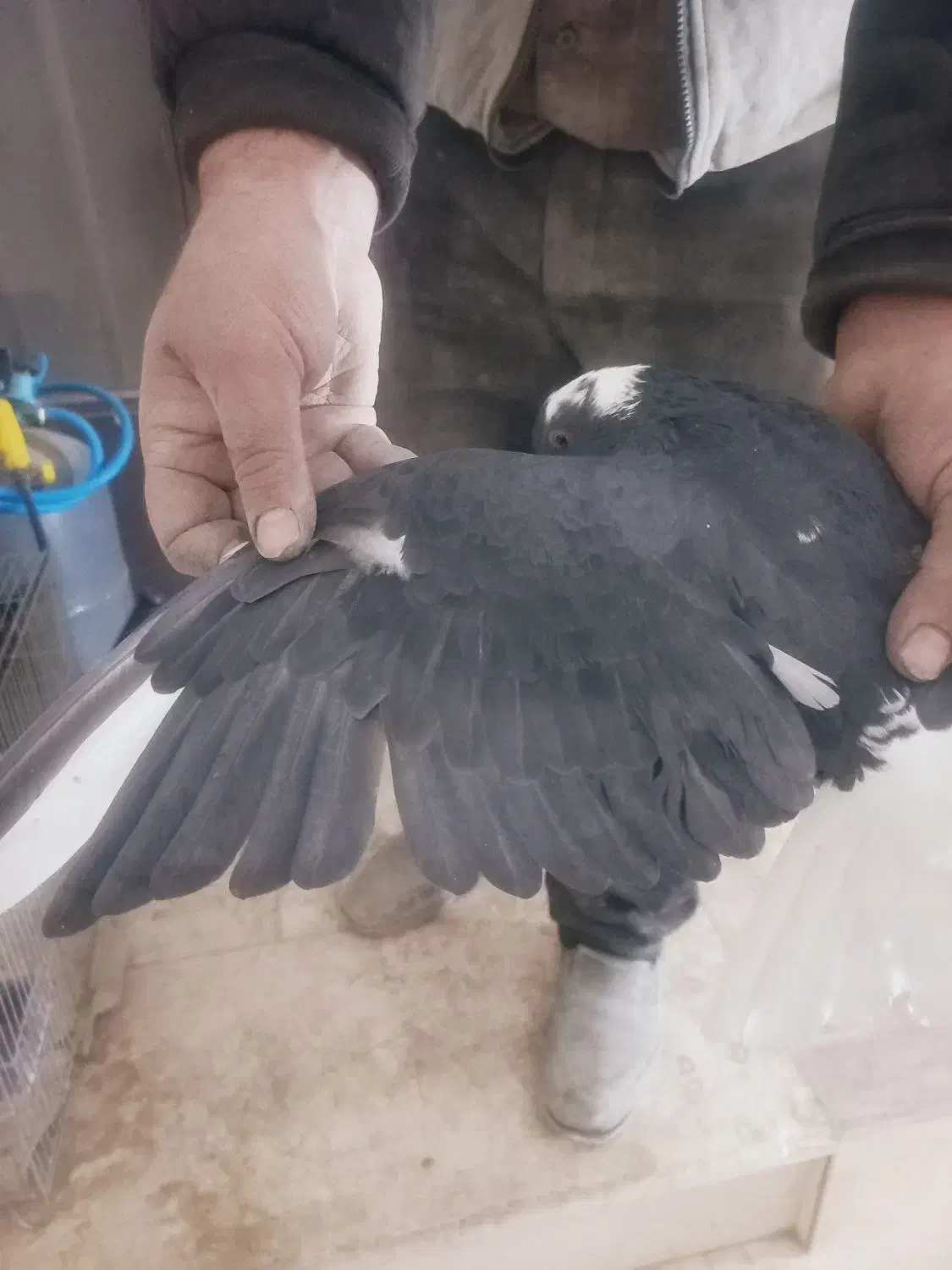 نر قارای تخت دم سفید|پرنده|نجفآباد, جعفرآباد|دیوار