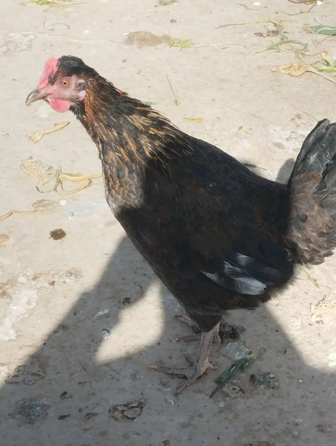 مرغ|حیوانات مزرعه|شاهین‌شهر, گزبرخوار|دیوار