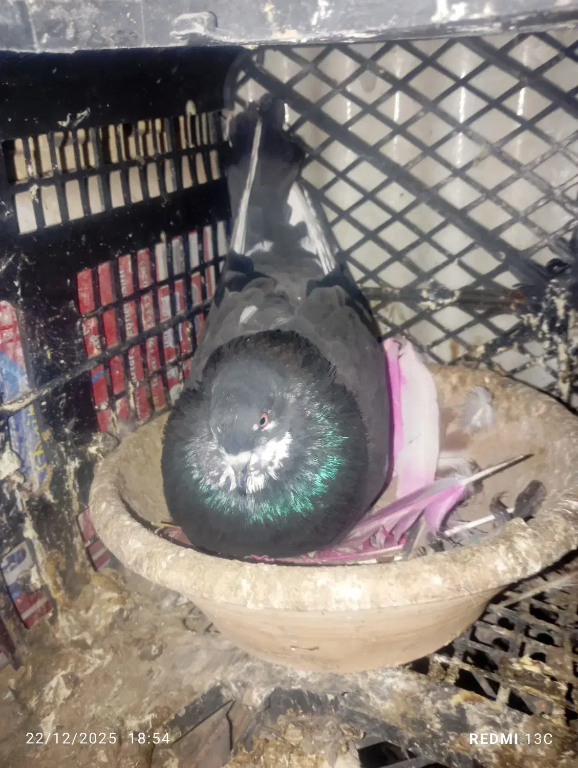 کبوتر|پرنده|شهریار, اسد‌آباد|دیوار