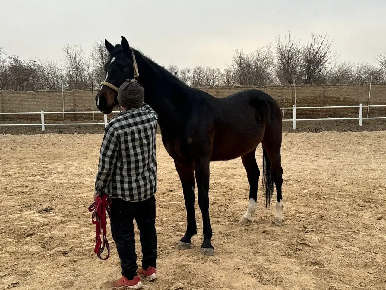 کره اسب نریان آگودتا دوسرخارجی ۳ساله و نیم|اسب و تجهیزات اسب‌سواری|شهریار, اسکمان|دیوار