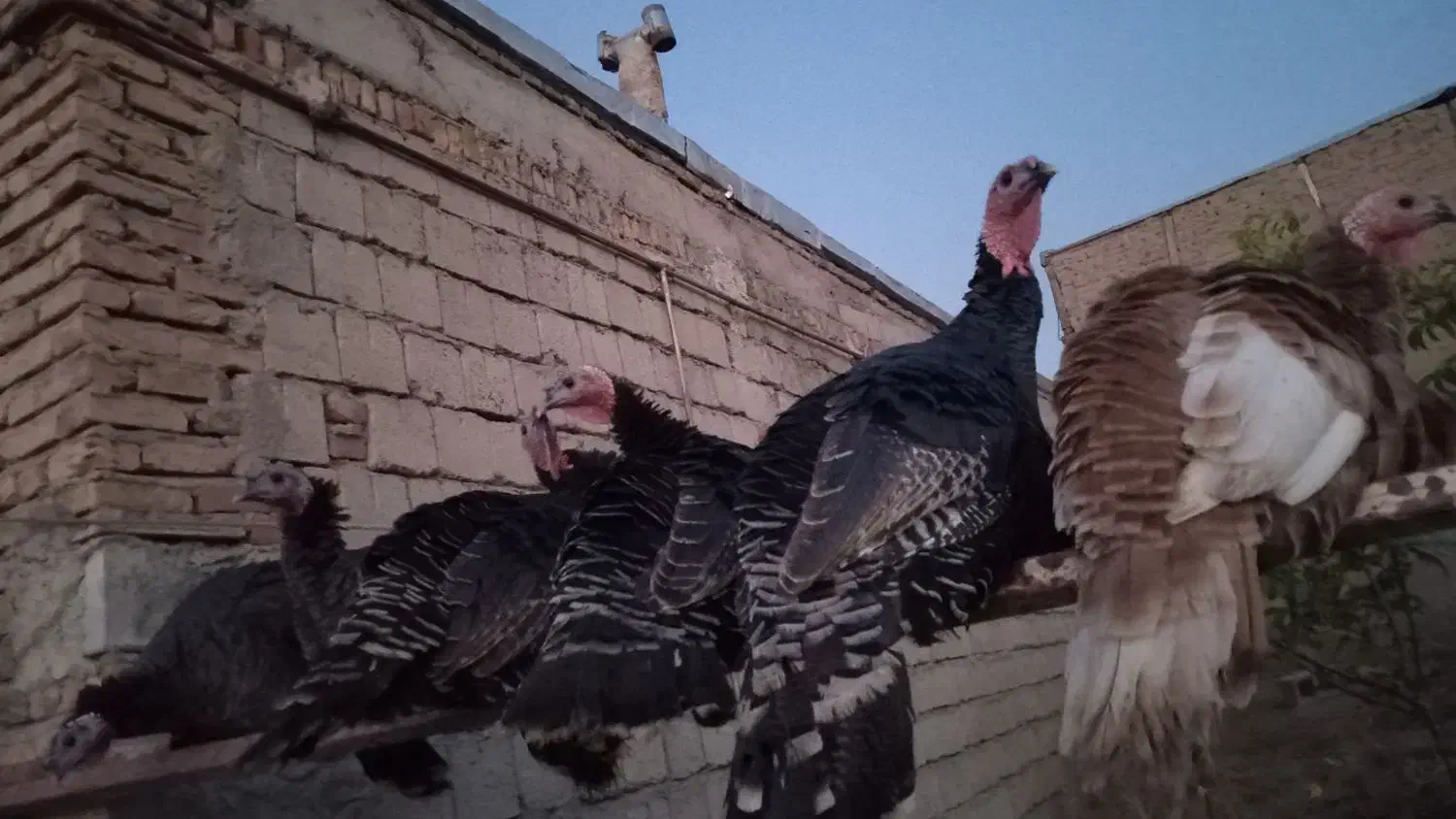 بوقلمون طبیعی ومحلی|حیوانات مزرعه|مشگین شهر, |دیوار