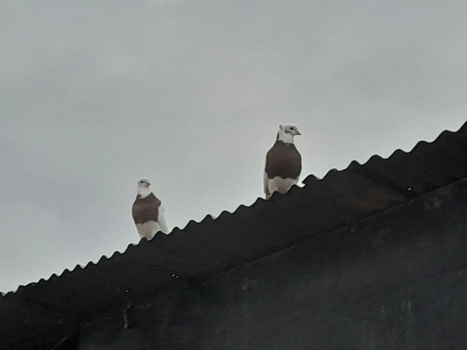 شوش|حیوانات|شوش, |دیوار