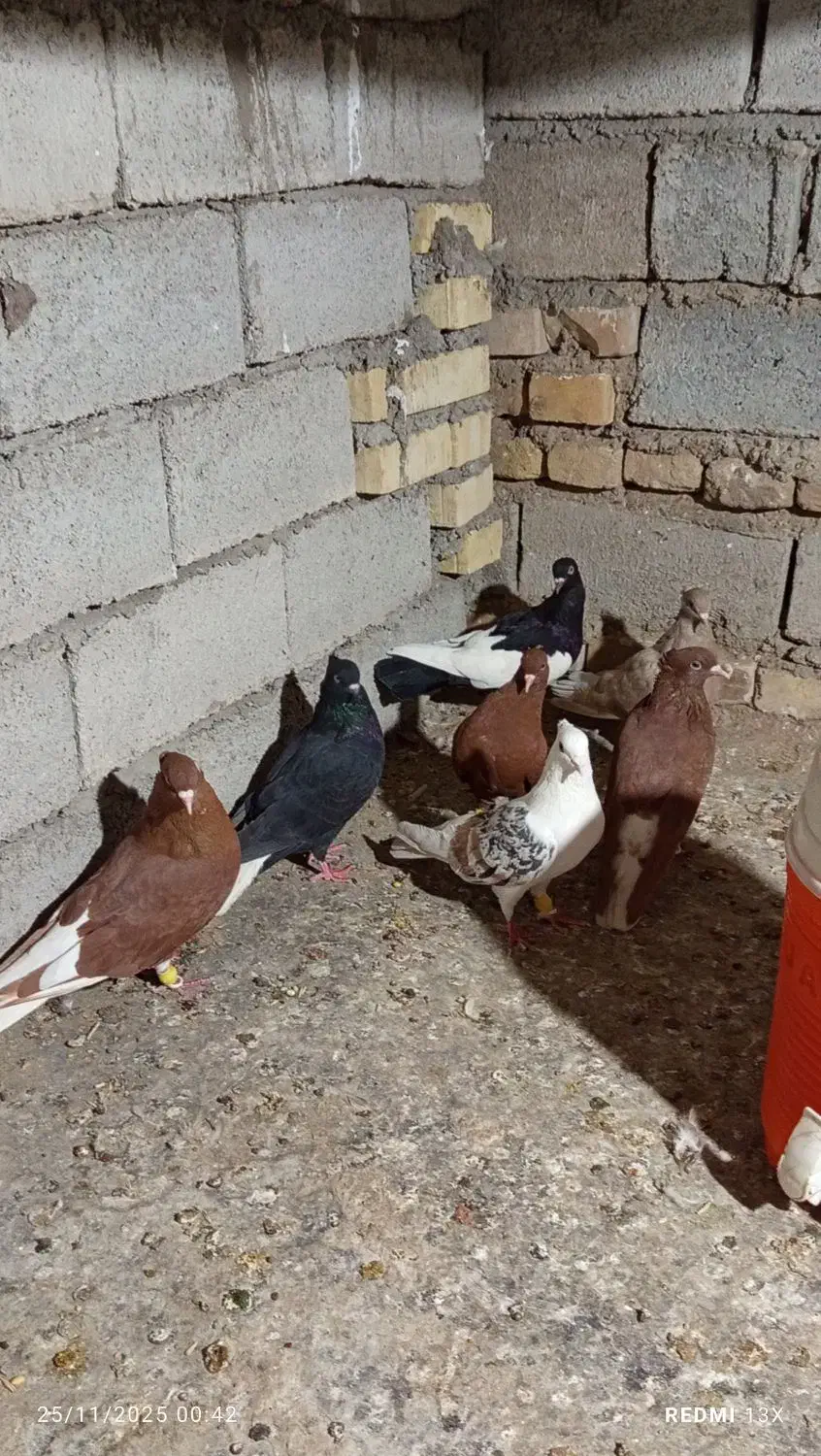 رنگی|پرنده|سوسنگرد, |دیوار