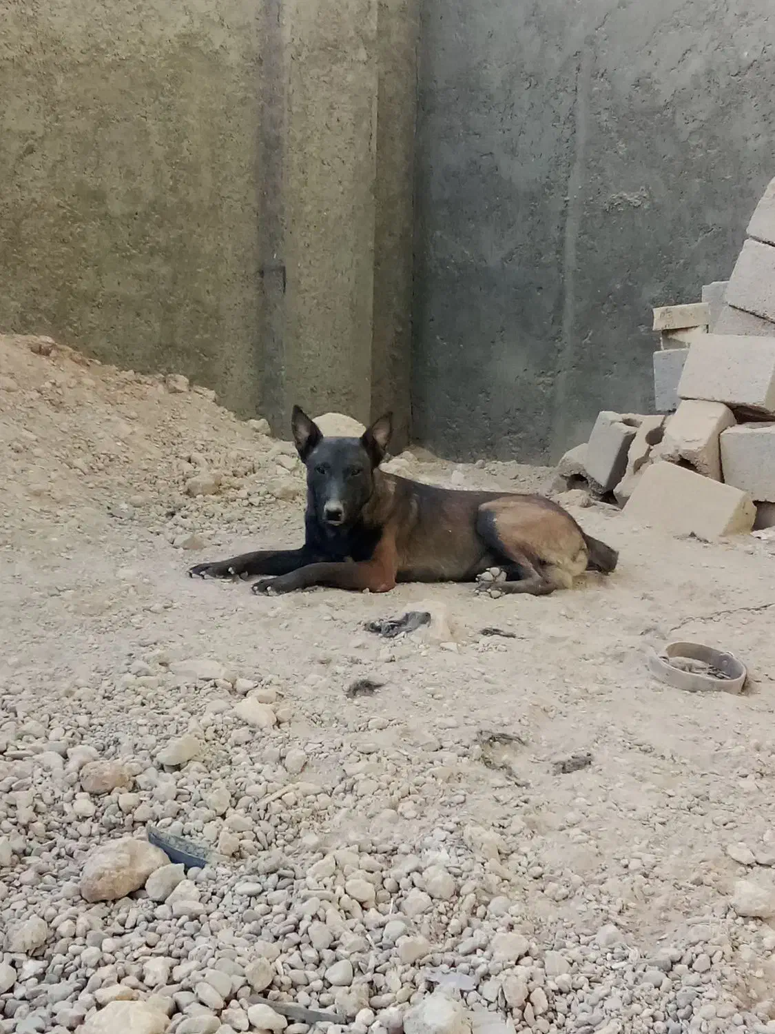 ی جفت مالینیوز بایک عدد توله ماده|سگ|اصفهان, خوراسگان|دیوار