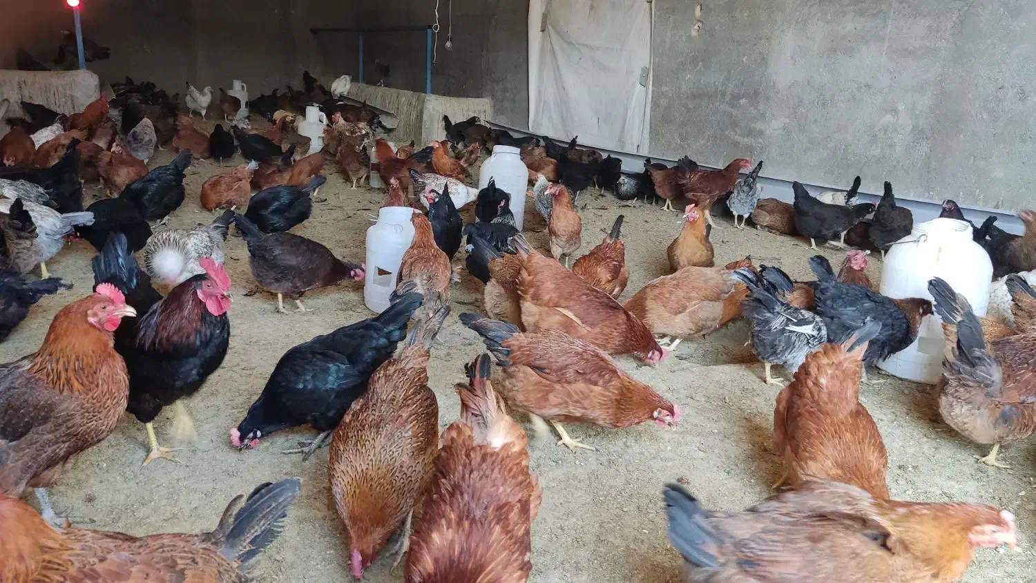 مرغ تخمگذار محلی و خروس|حیوانات مزرعه|تکاب, |دیوار