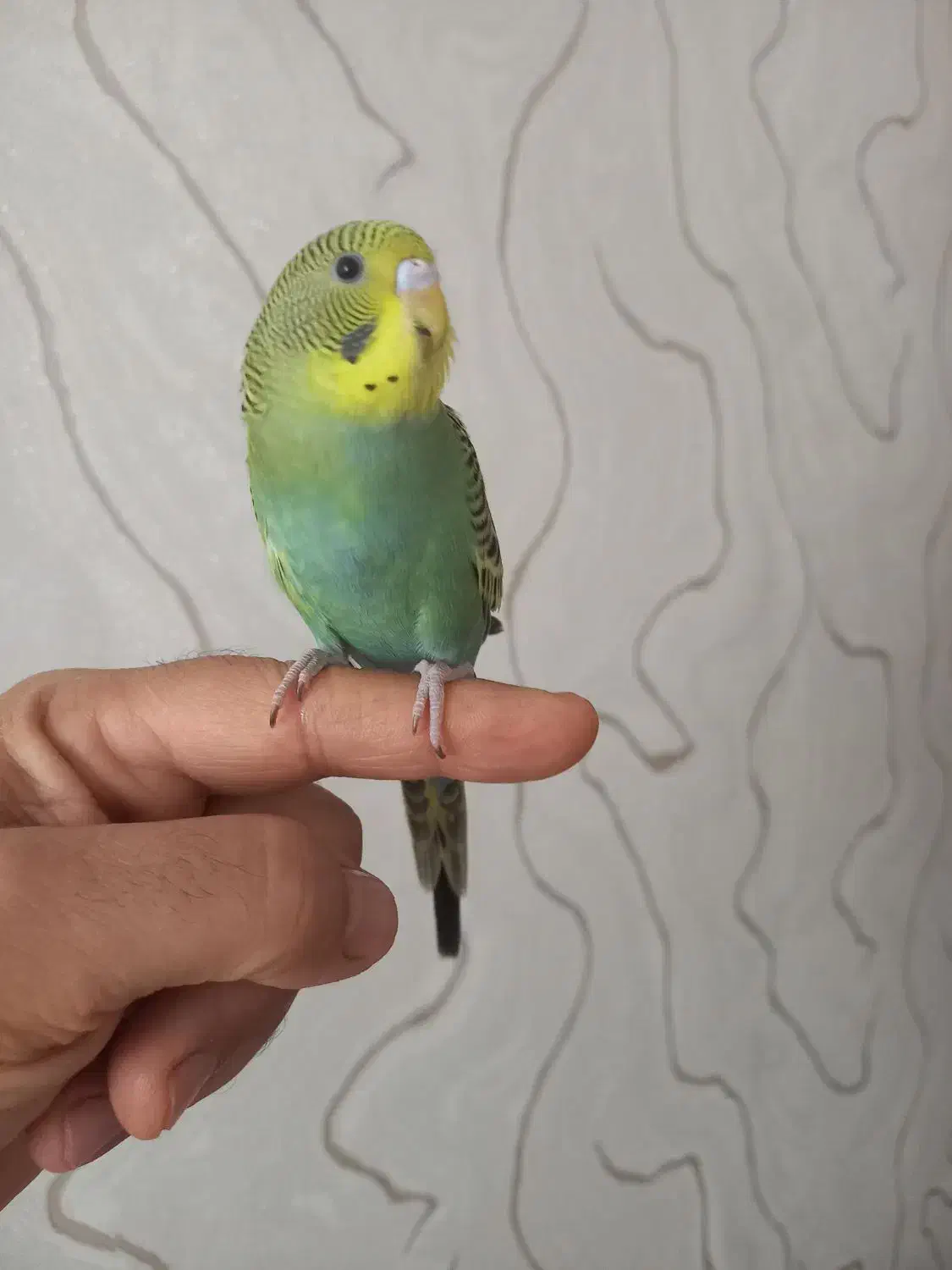 مرغ عشق|پرنده|شیراز, فخرآباد (دروازه کازرون)|دیوار