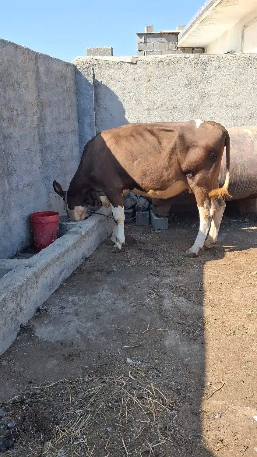 گاو سمینتال ابستن|حیوانات مزرعه|رامیان, |دیوار