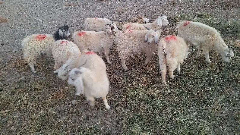 کهره|حیوانات مزرعه|جیرفت, |دیوار