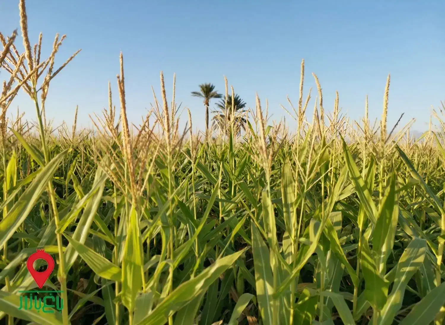 ذرت عوفه|لوازم جانبی حیوانات|جغتای, |دیوار