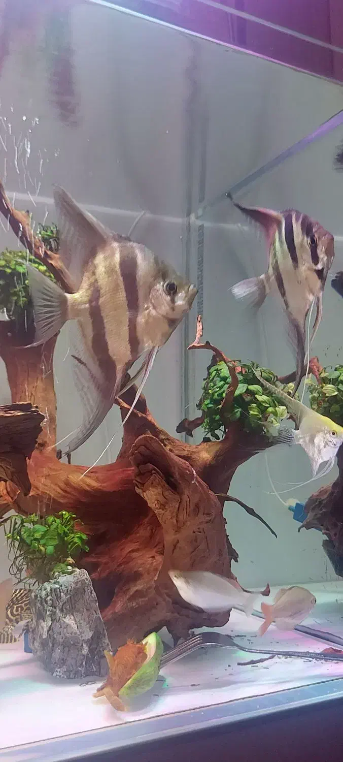 ماهی آنجل آلتوم دیسکس آکواریوم|ماهی|شیراز, کوی قضات|دیوار