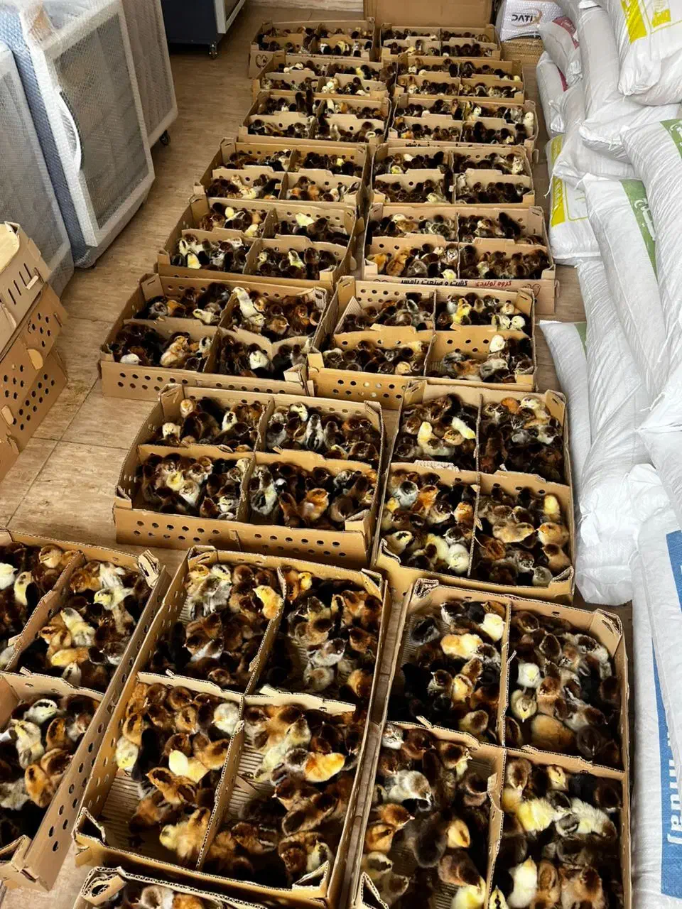 فروشگاه اردک فارم انواع جوجه گلپایگان اردک پکنی|حیوانات مزرعه|سنگر, |دیوار