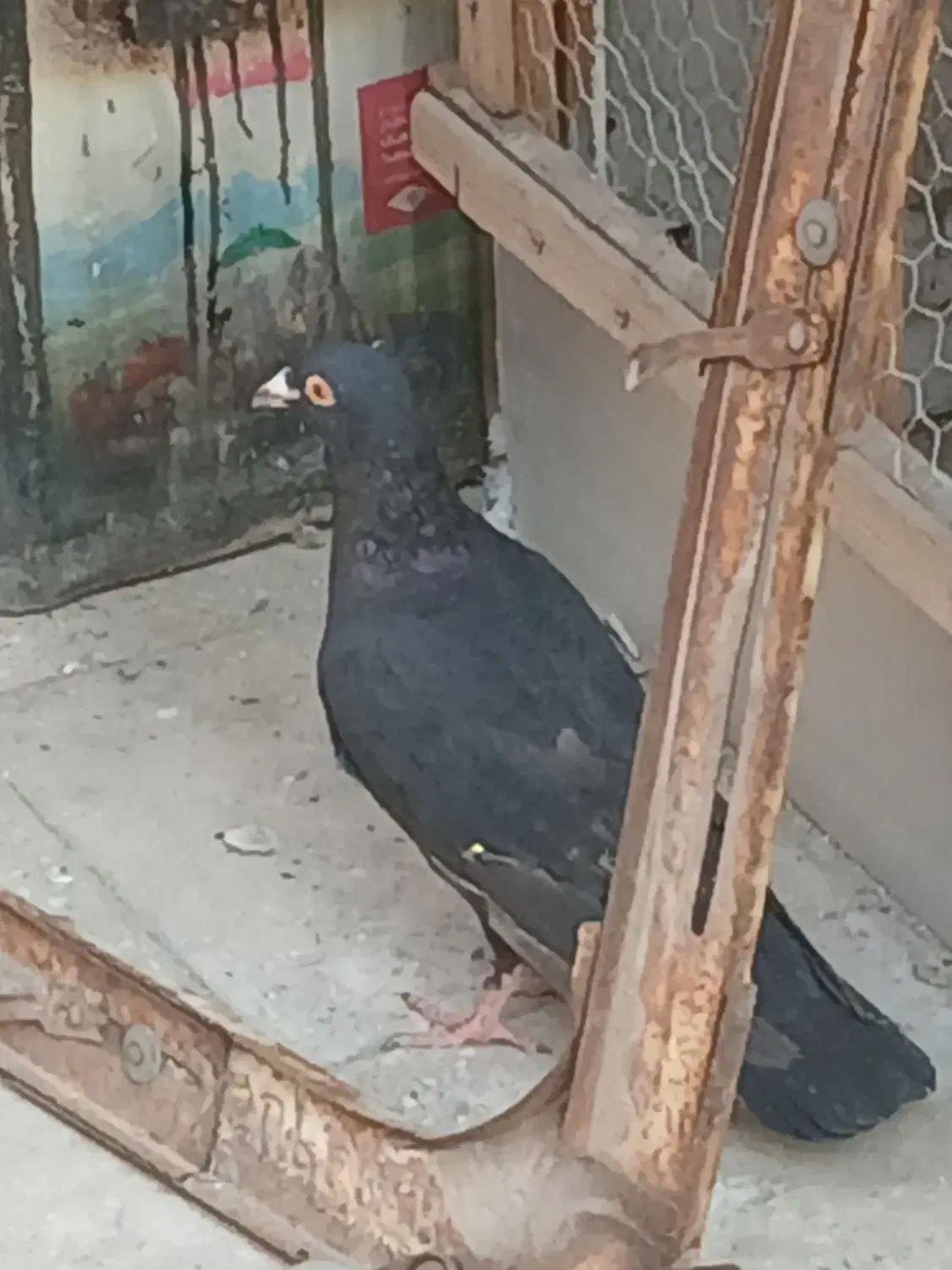 زاغ آلمانی گم شده|حیوانات|تهران, مشیریه|دیوار