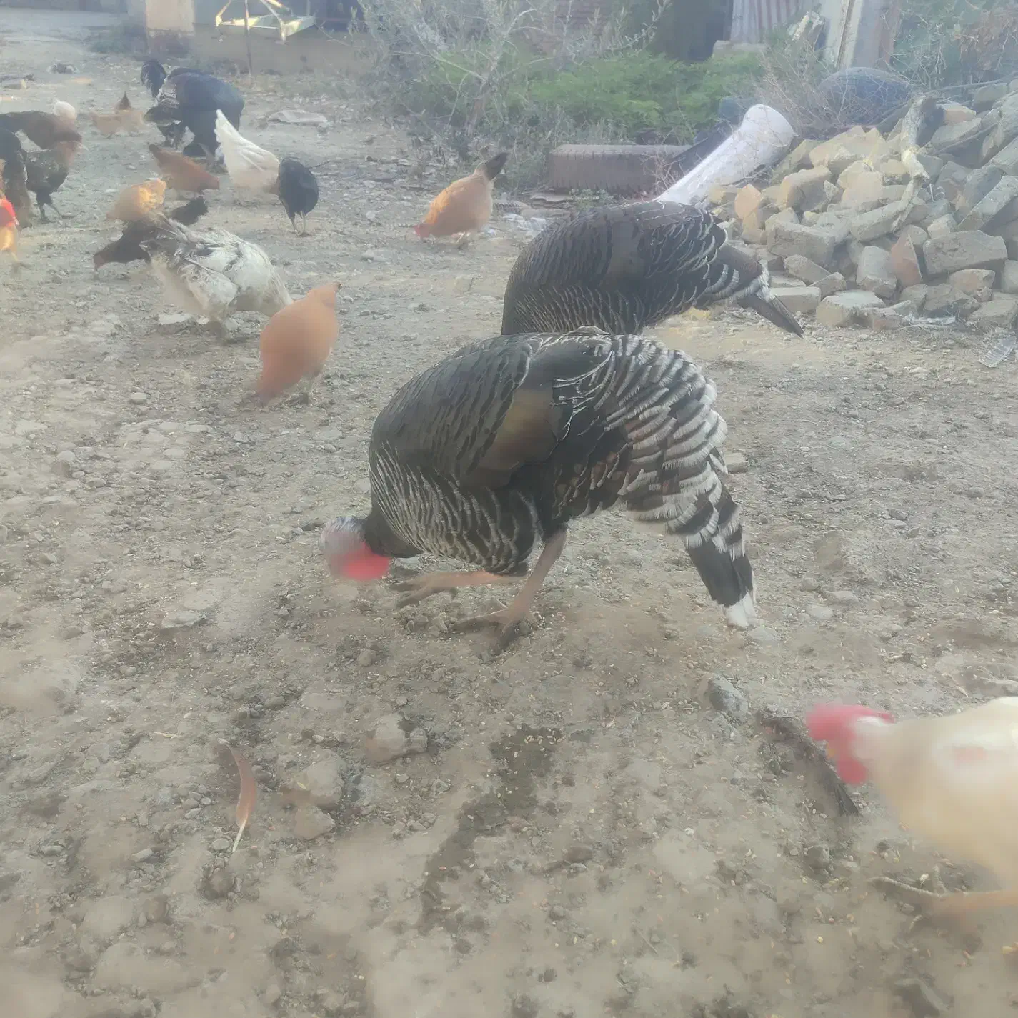 بوقلمون برنز|حیوانات مزرعه|گرگان, |دیوار