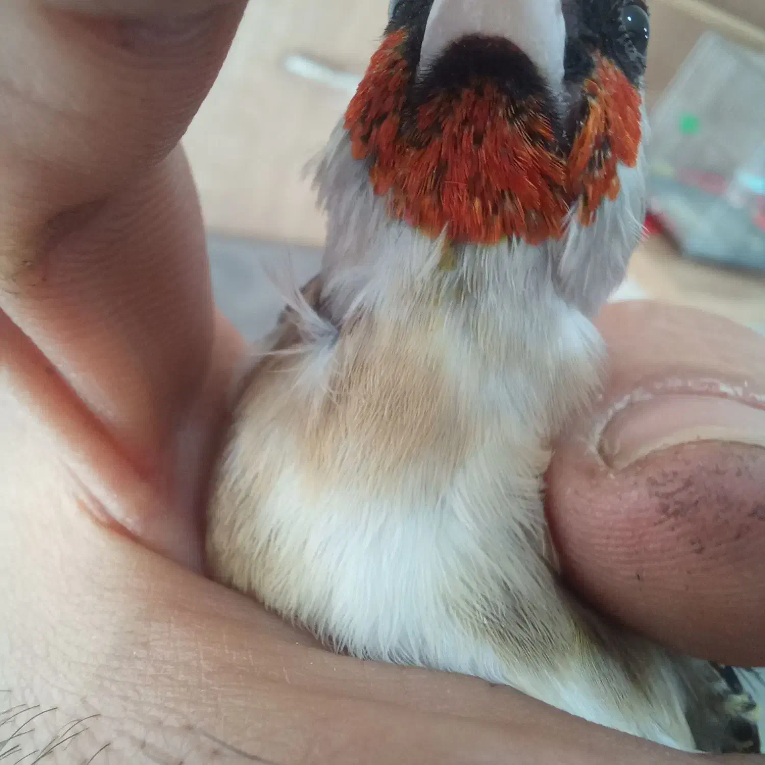 سهره کراواتی ۴گل|پرنده|مشکیندشت, |دیوار