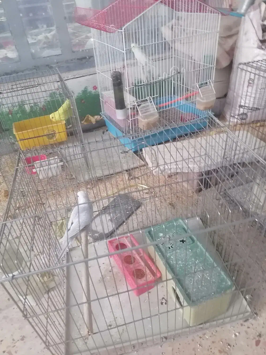 مرغ عشق با جوجه|پرنده|مروست, |دیوار