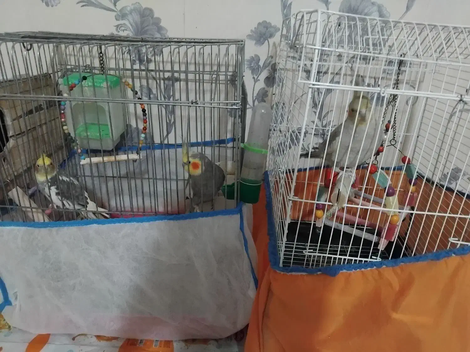 عروس هلندی|پرنده|اشتهارد, |دیوار