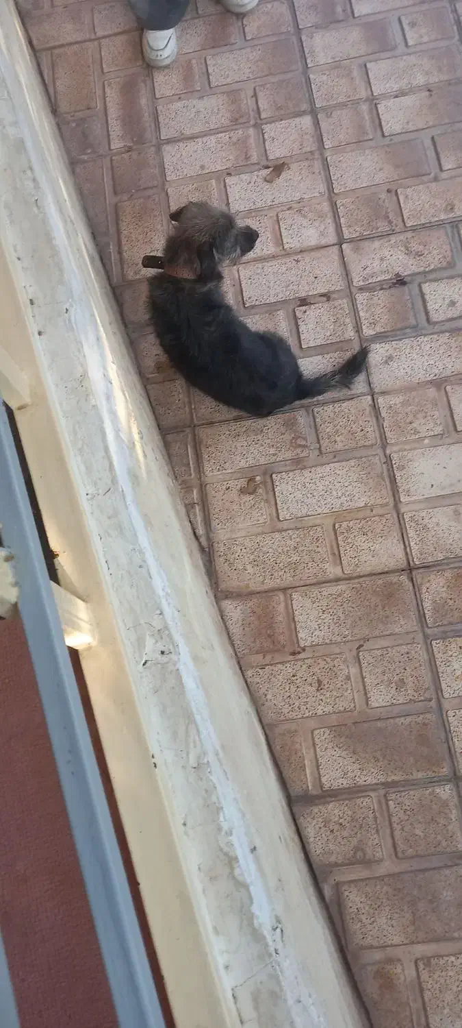 سگ خانگی|سگ|دماوند, دماوند|دیوار