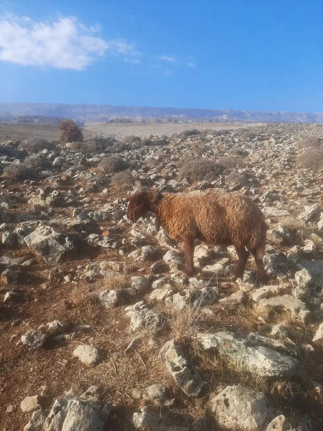 بره میش|حیوانات مزرعه|هندمینی, |دیوار