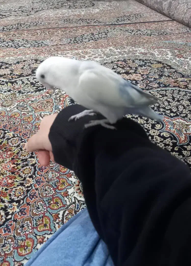 کوتوله برزیلی جفت|پرنده|تهران, زرکش|دیوار