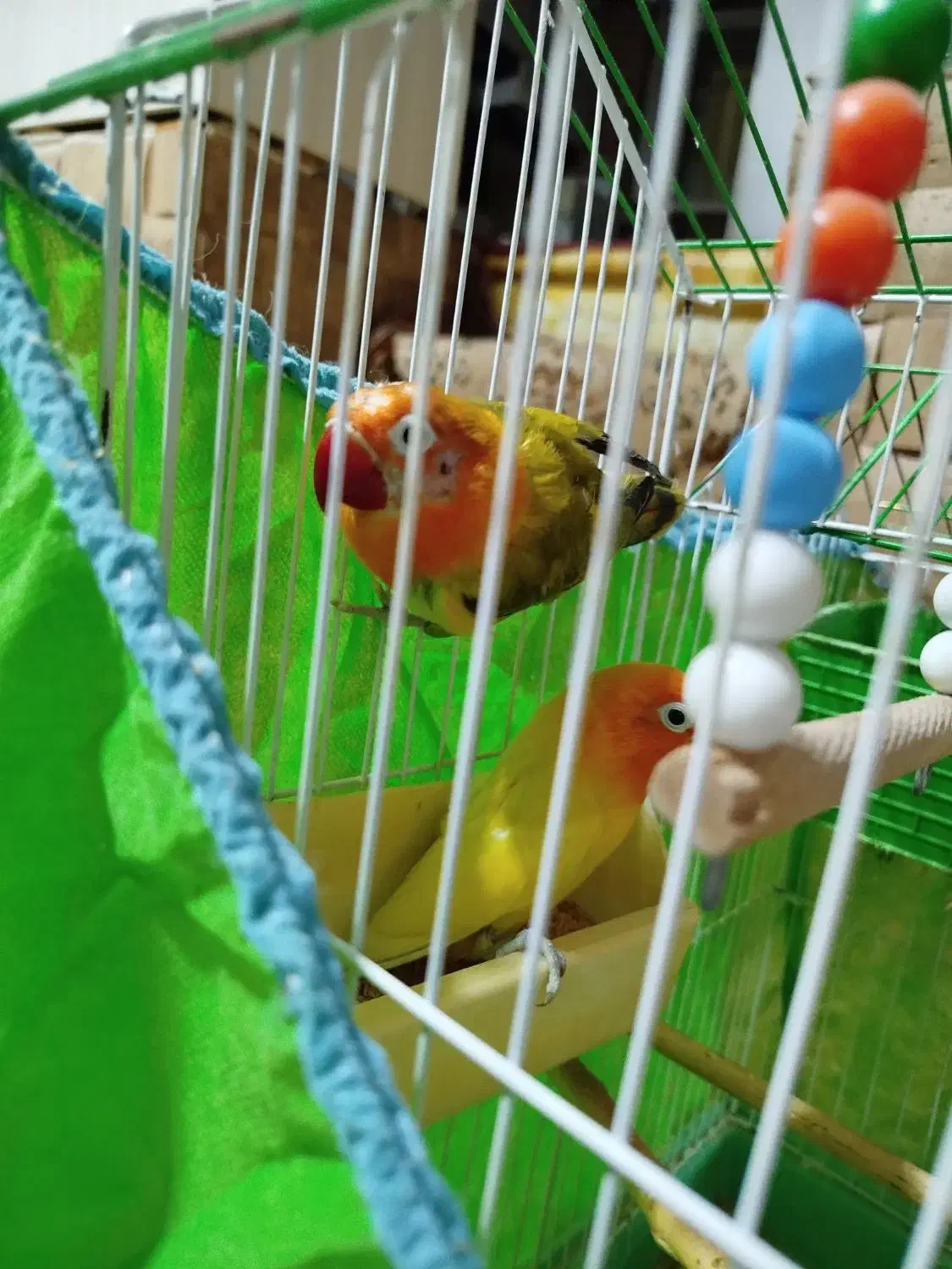 طوطی برزیلی|پرنده|تهران, مینای شمالی (مخبر)|دیوار