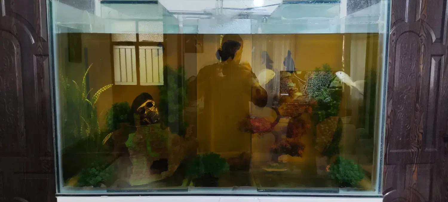 آکواریوم بزرگ مخصوص خاص پسندا|ماهی|ارومیه, |دیوار