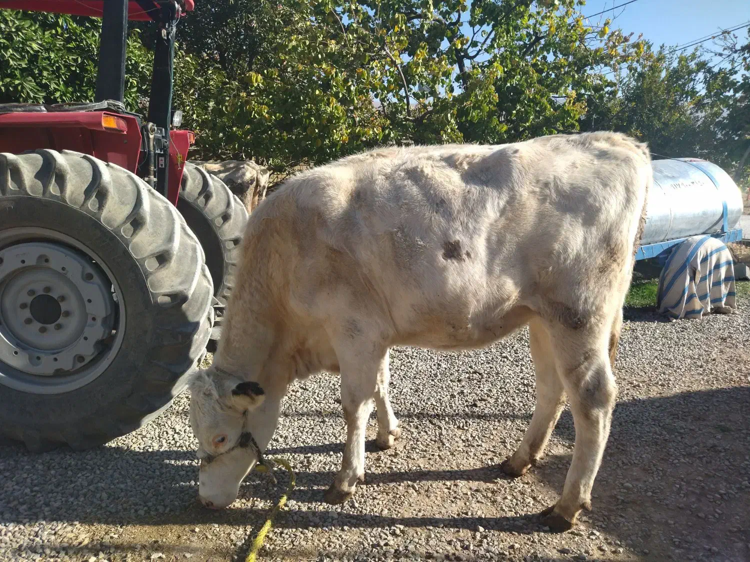 گاو نوبر هلشتاین ۶ماه آبستن نژاد عالی|حیوانات مزرعه|درودزن, |دیوار