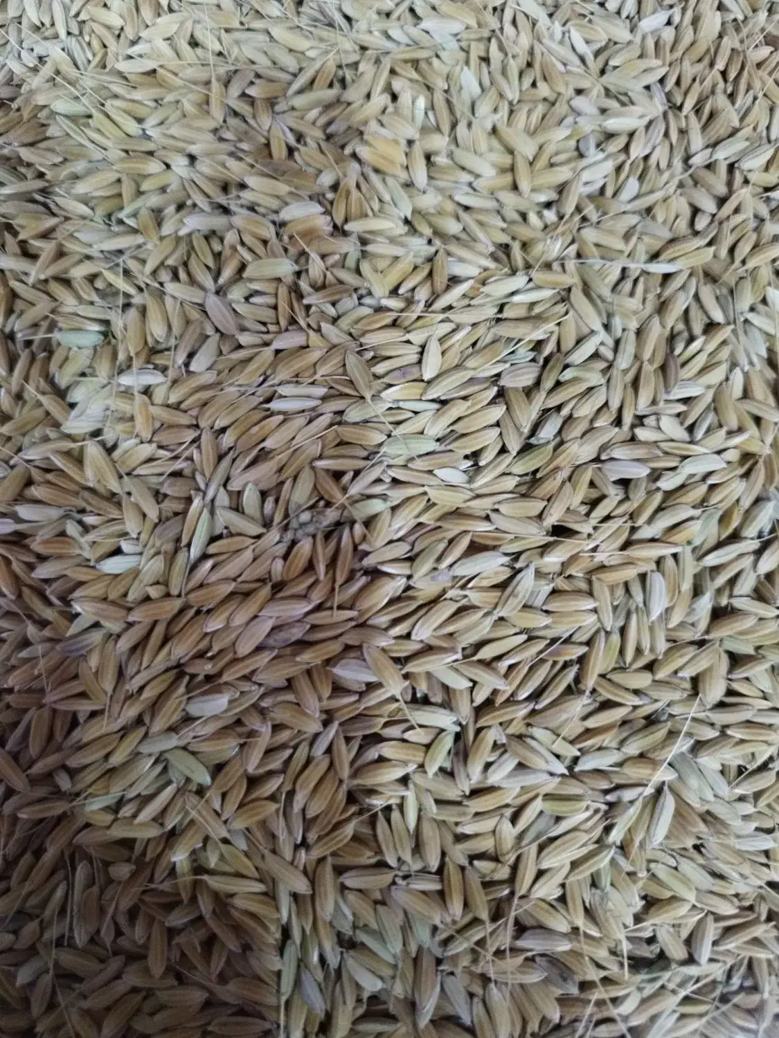 برنج|خوردنی و آشامیدنی|چمران, |دیوار