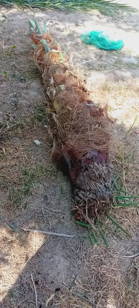 کوگ ربی مضافتی پیارم. زاهدی تعداد بالا دارم ارسال|خدمات باغبانی و درختکاری|ایرانشهر, |دیوار