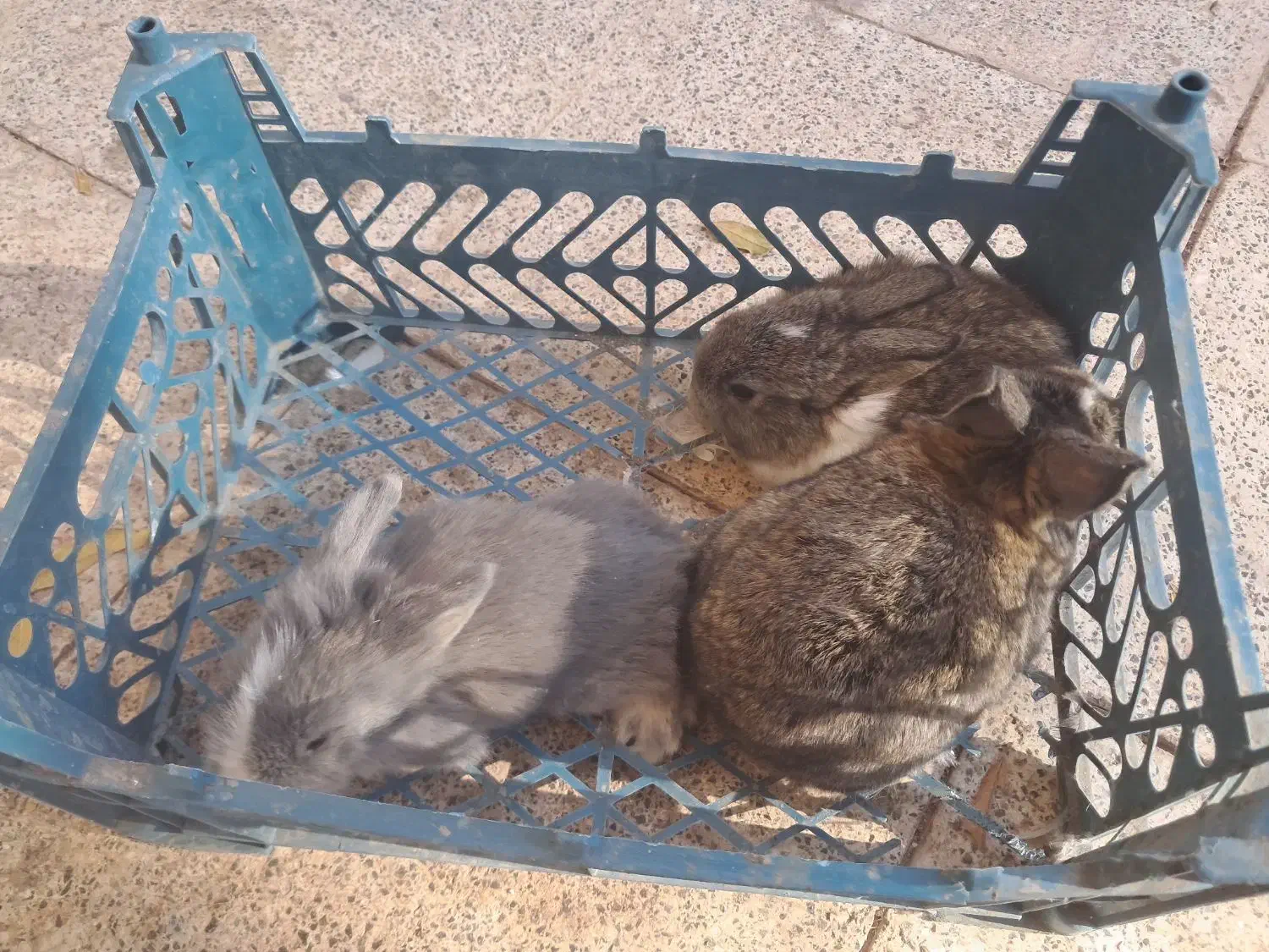 خرگوش پشمالو|موش و خرگوش|اسفراین, |دیوار