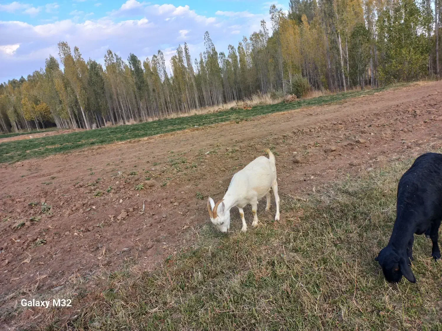 بز سانین|حیوانات مزرعه|ایجرود, |دیوار