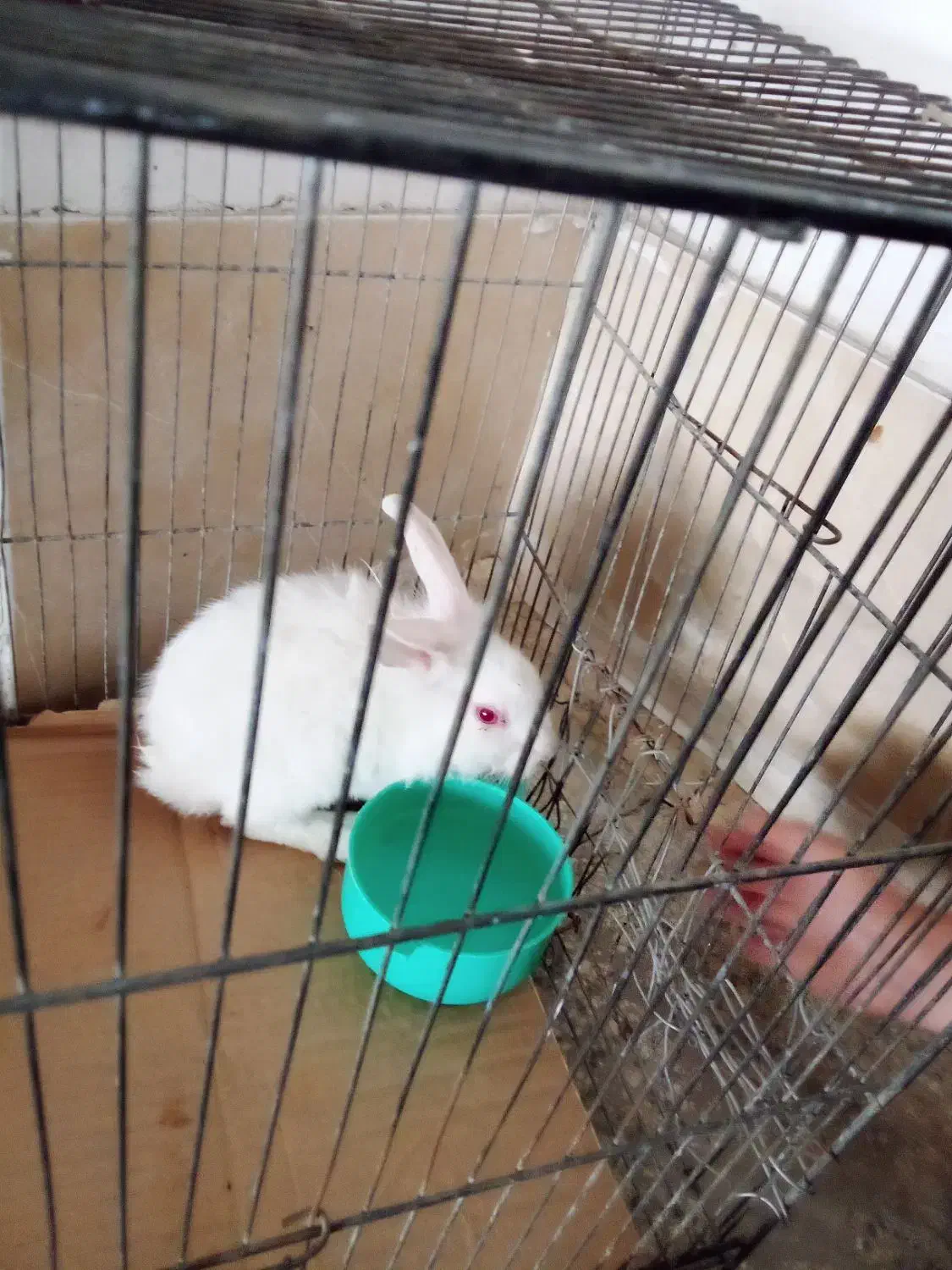 خرگوش ماده|موش و خرگوش|ملایر, |دیوار